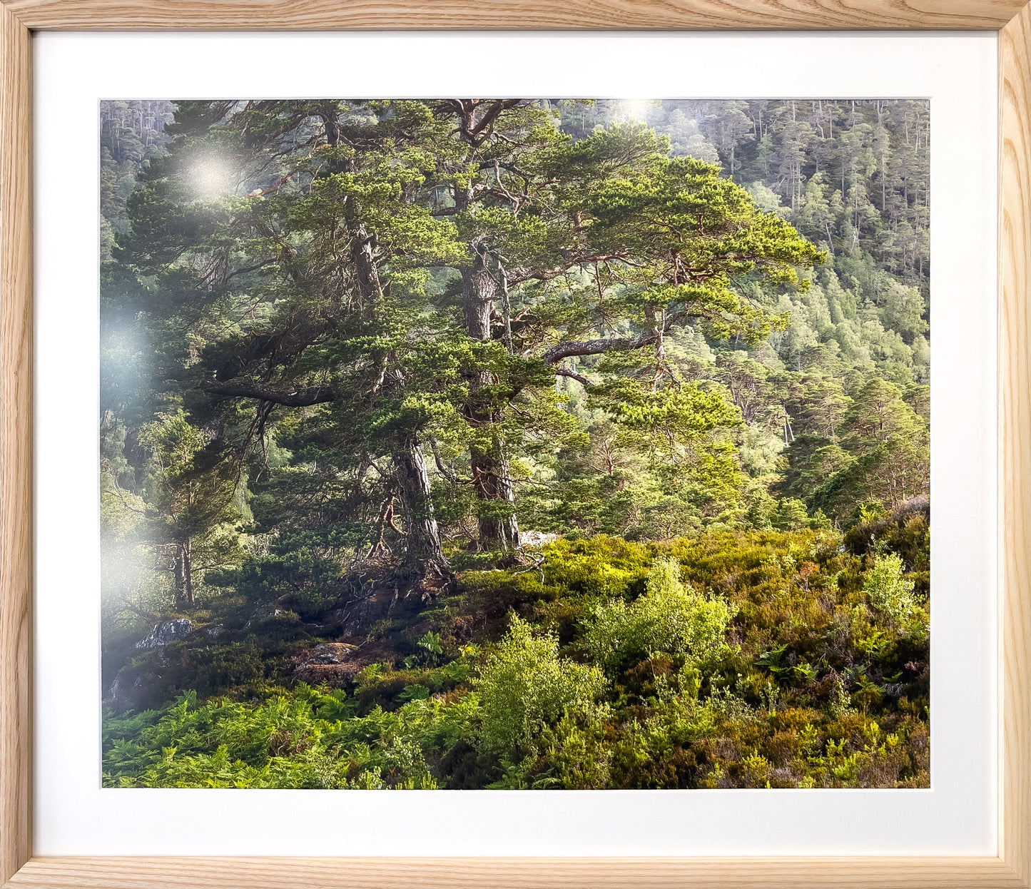 07-Summer-Pines-framed-Murray-Livingston.jpg