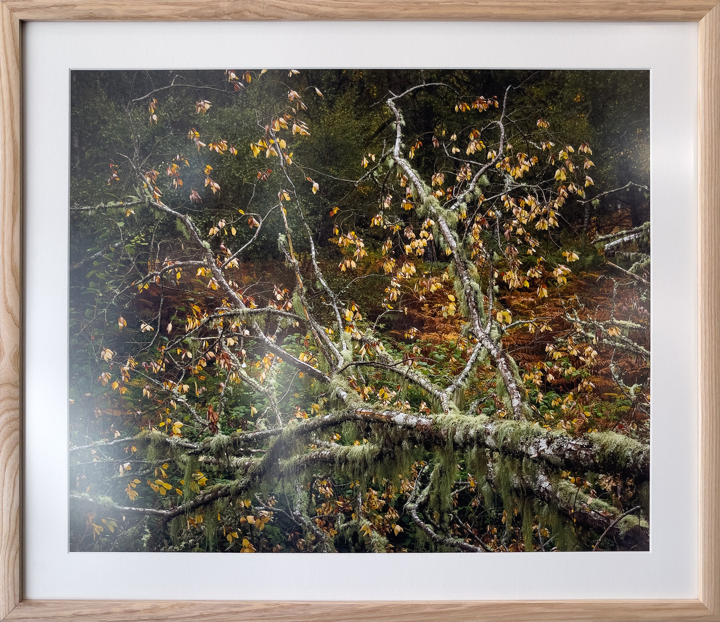 09-Draping-Lichen-framed-Murray-Livingston.jpg