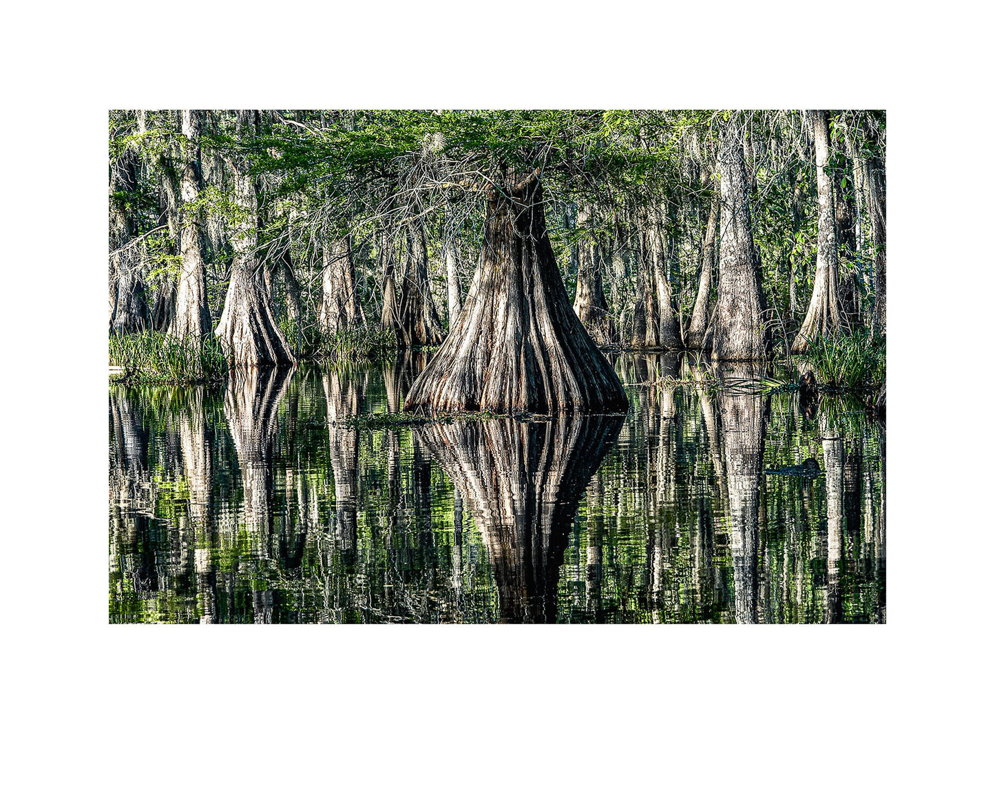 Fine art print of photograph Bald Cypress Lake Martin by Robert Anderson