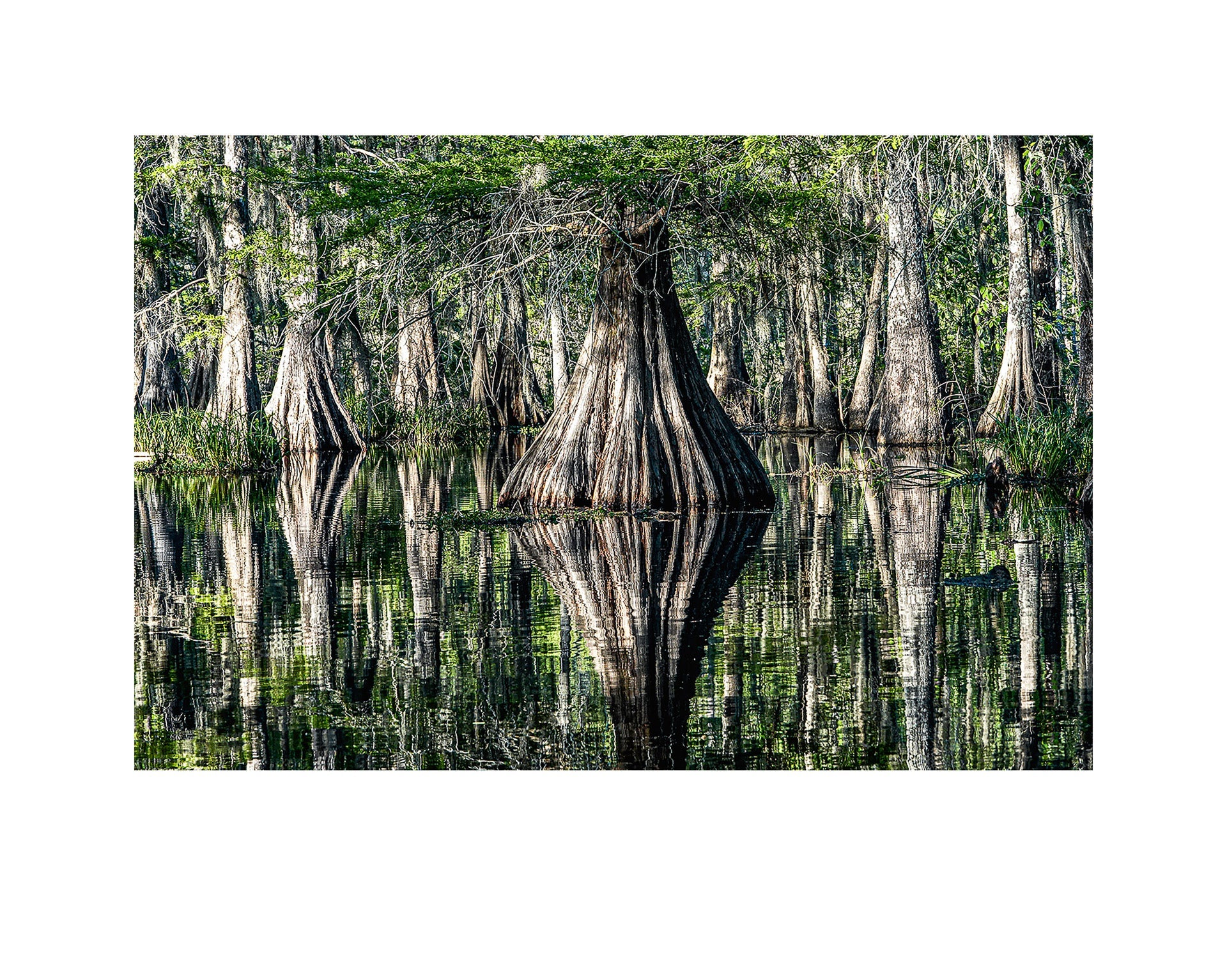 Fine art print of photograph Bald Cypress Lake Martin by Robert Anderson