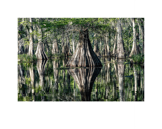 Fine art print of photograph Bald Cypress Lake Martin by Robert Anderson