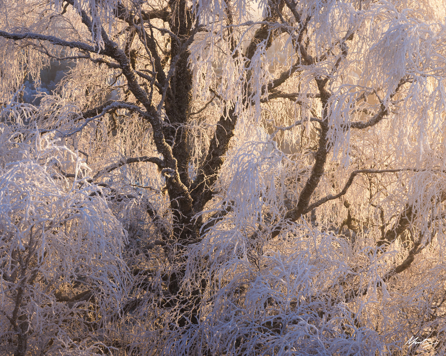 Dance of the Birch Photograph by Murray Livingston