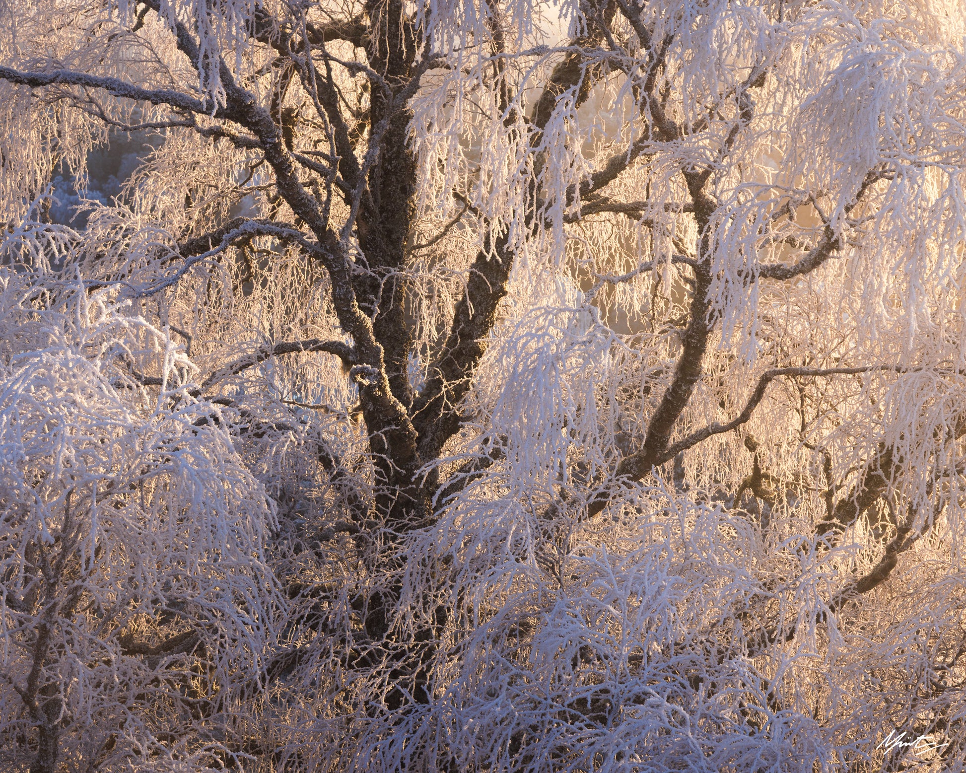Dance of the Birch Photograph by Murray Livingston