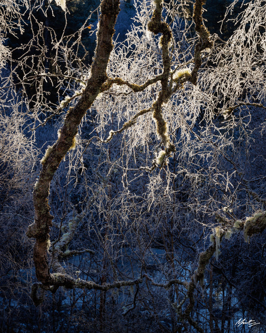 Birch Filigree by Murray Livingston