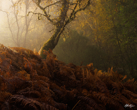 Tenderness by Murray Livingston