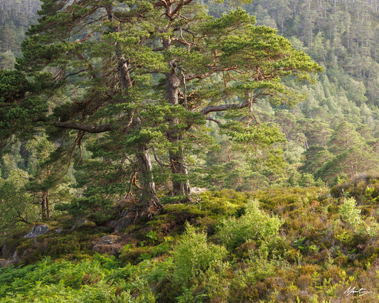Summer Pines by Murray Livingston