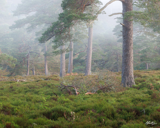Pinewood Solitude by Murray Livingston