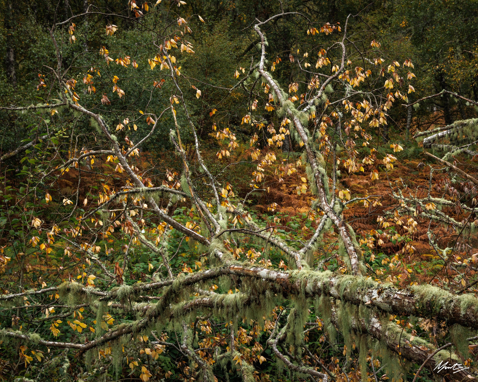 Draping Lichen by Murray Livingston