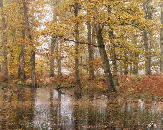 Flooded Oaks by Murray Livingston