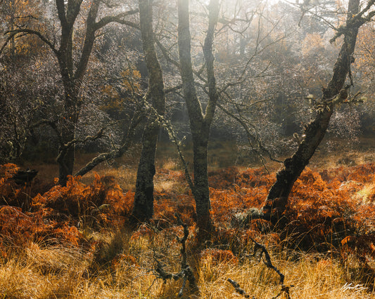 Intuition by Murray Livingston