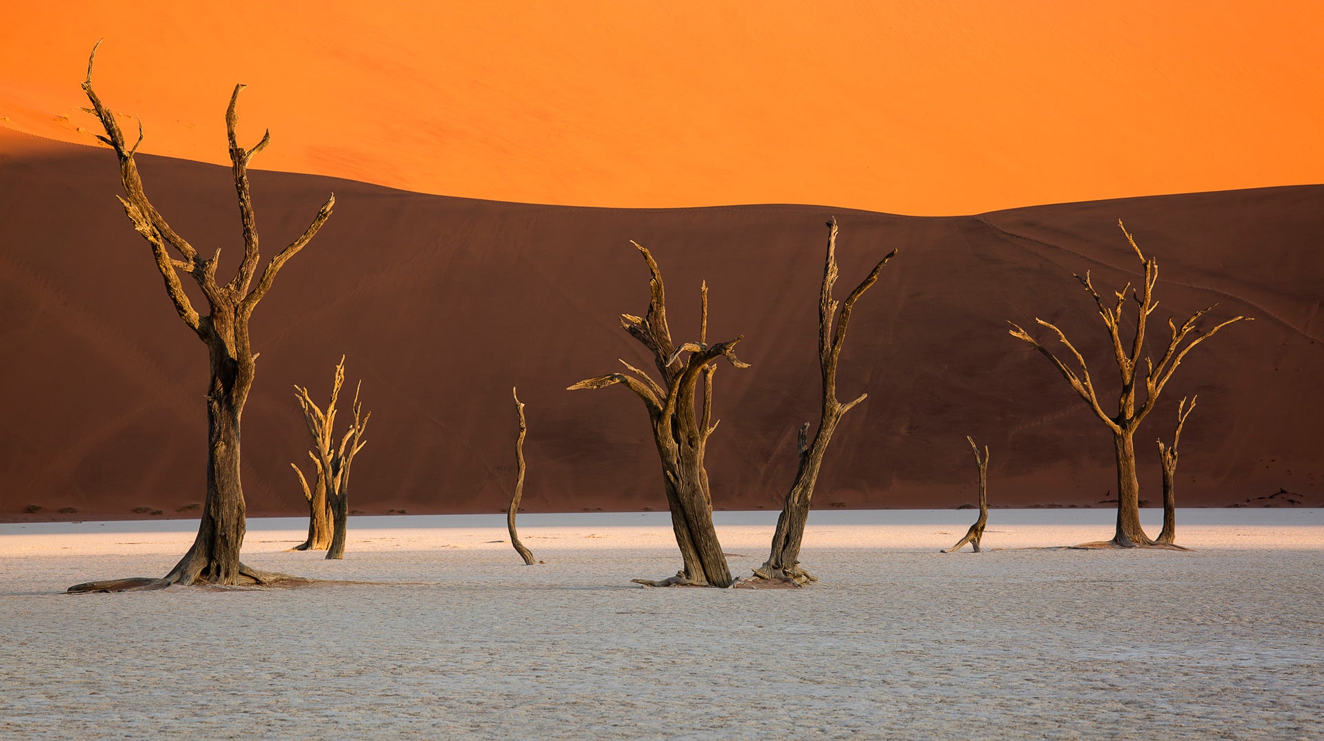 Kate-Barry-Deadvlei-trees.jpg