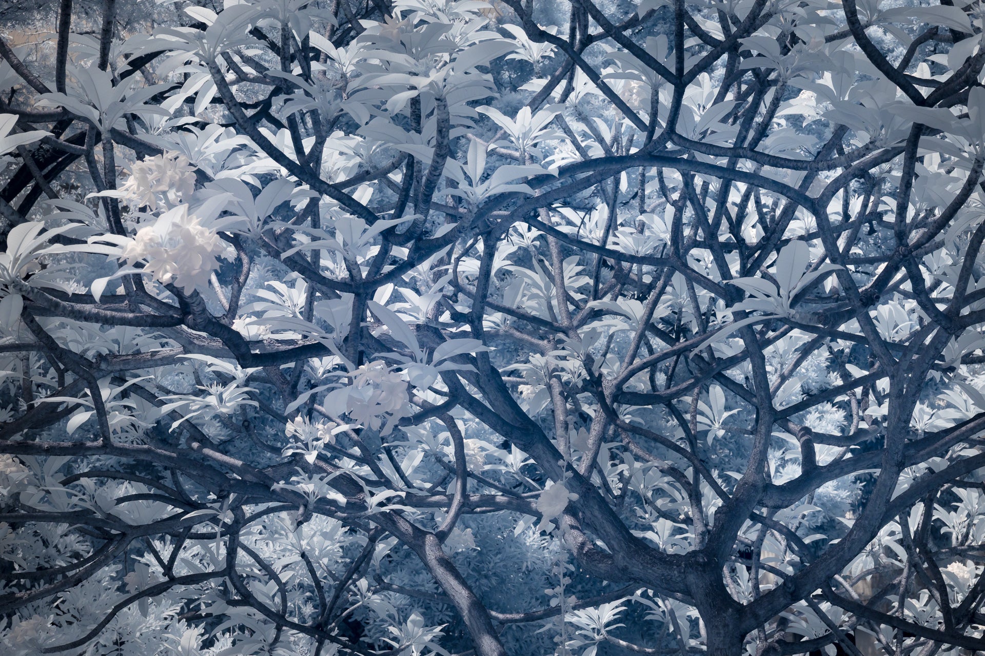Nat-Coalson-Enchanted-1920px.jpg