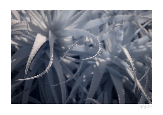 Nat-Coalson-Flora-da-Madeira-Aloe-Aloe-Print.jpg
