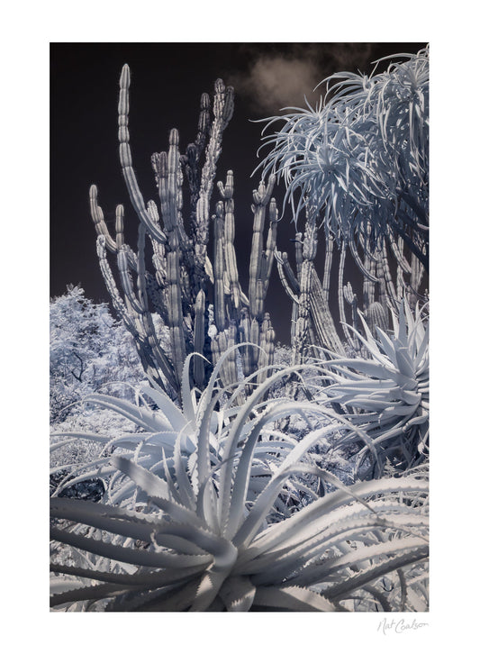Nat Coalson Flora da Madeira Botanical Beauty Print