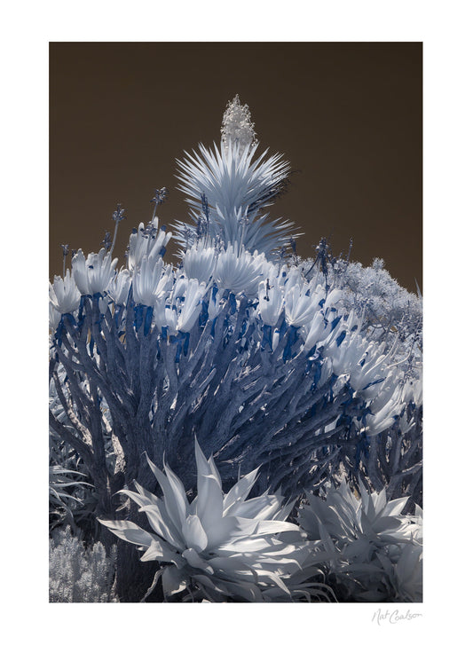 Nat Coalson Flora da Madeira Crown Print