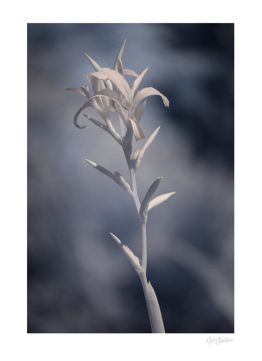 Delicate and Lovely by Nat Coalson