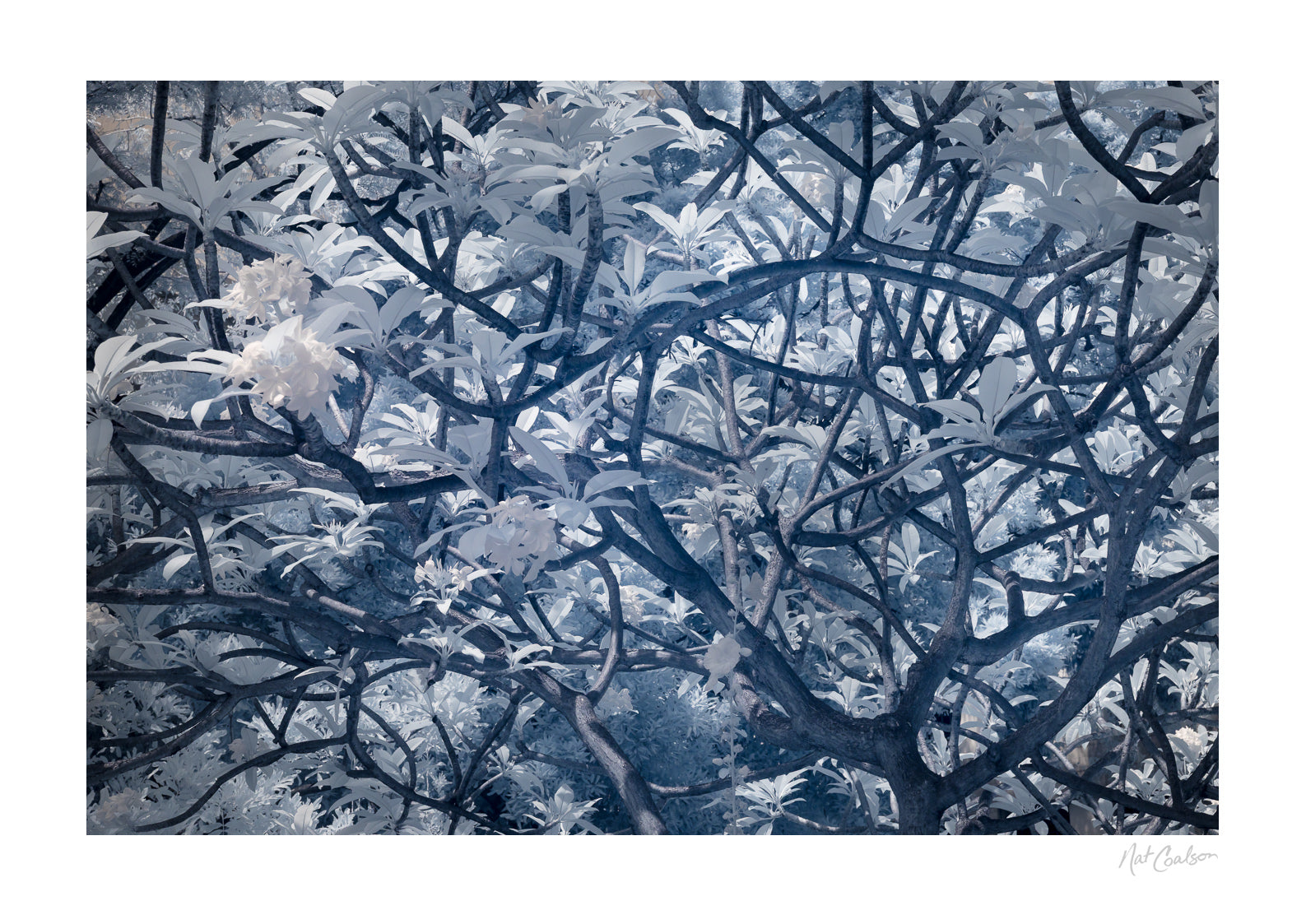 Enchanted by Nat Coalson