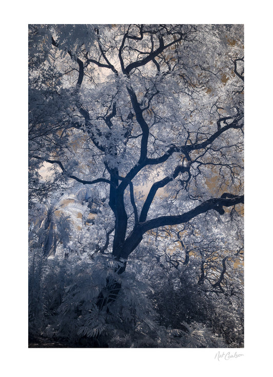 Jardim Botanico by Nat Coalson