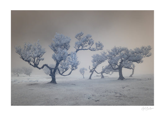 Laurels in the Mist by Nat Coalson