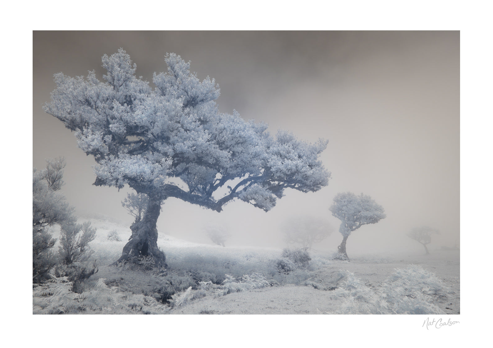Laurisilva Dream by Nat Coalson