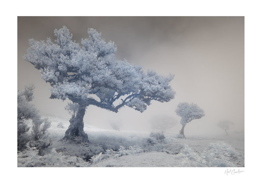 Laurisilva Dream by Nat Coalson