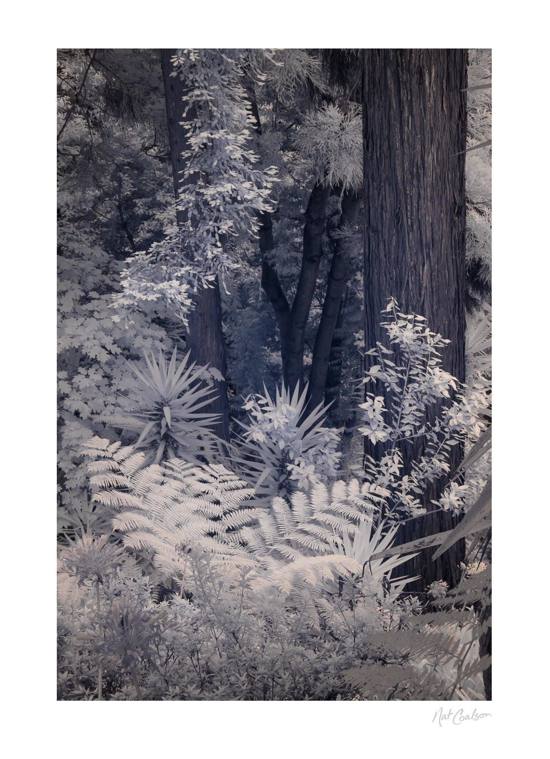 Monte Palace Gardens by Nat Coalson