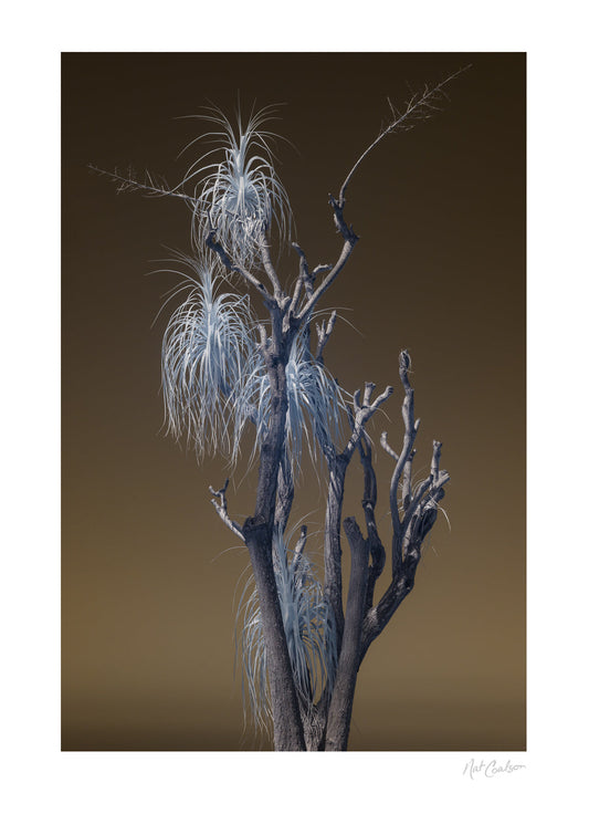 Otherworld by Nat Coalson