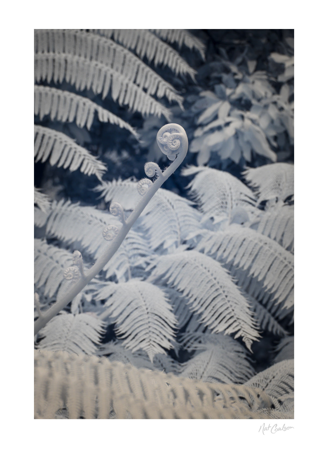Potential by Nat Coalson