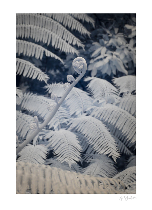 Potential by Nat Coalson