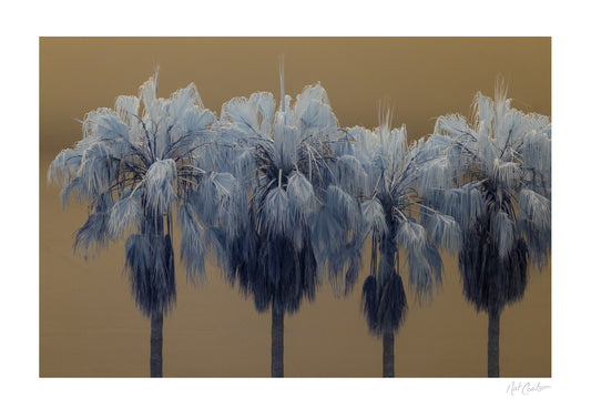 Quartet by Nat Coalson