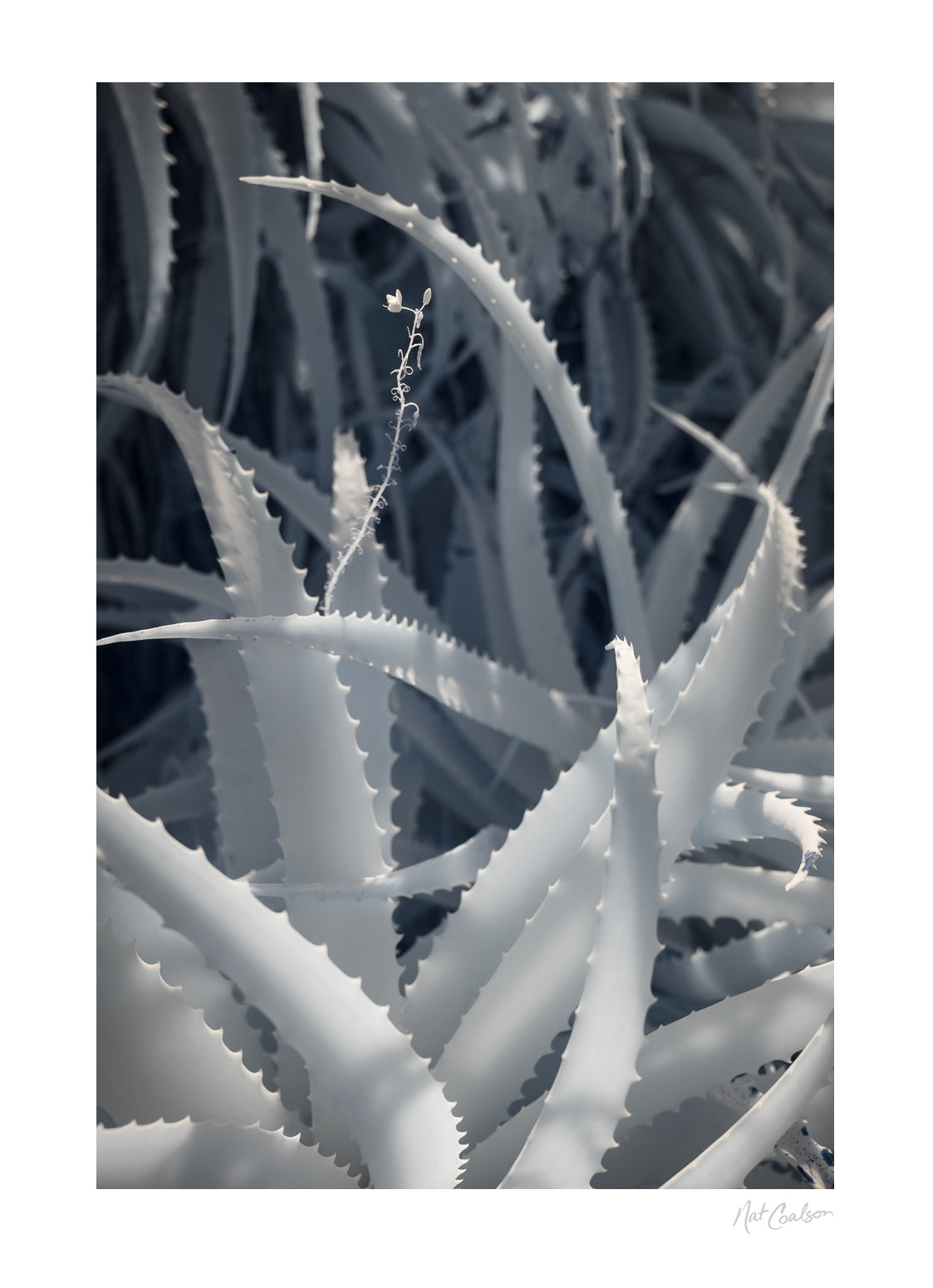 Standing Out from the Crowd by Nat Coalson