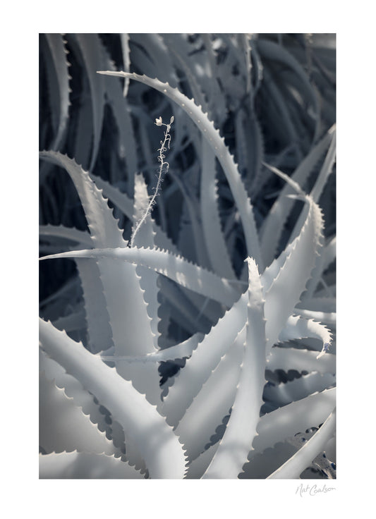 Standing Out from the Crowd by Nat Coalson