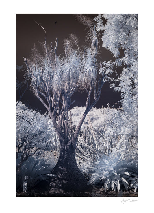 Nat-Coalson-Flora-da-Madeira-The-Land-Time-Forgot-Print.jpg