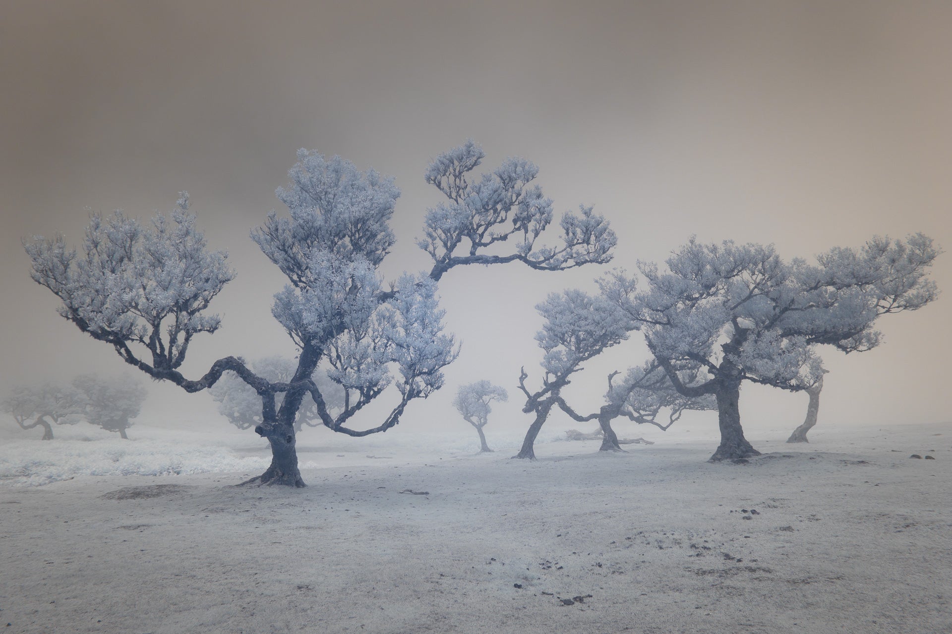 Nat-Coalson-Laurels-in-the-Mist-1920px.jpg