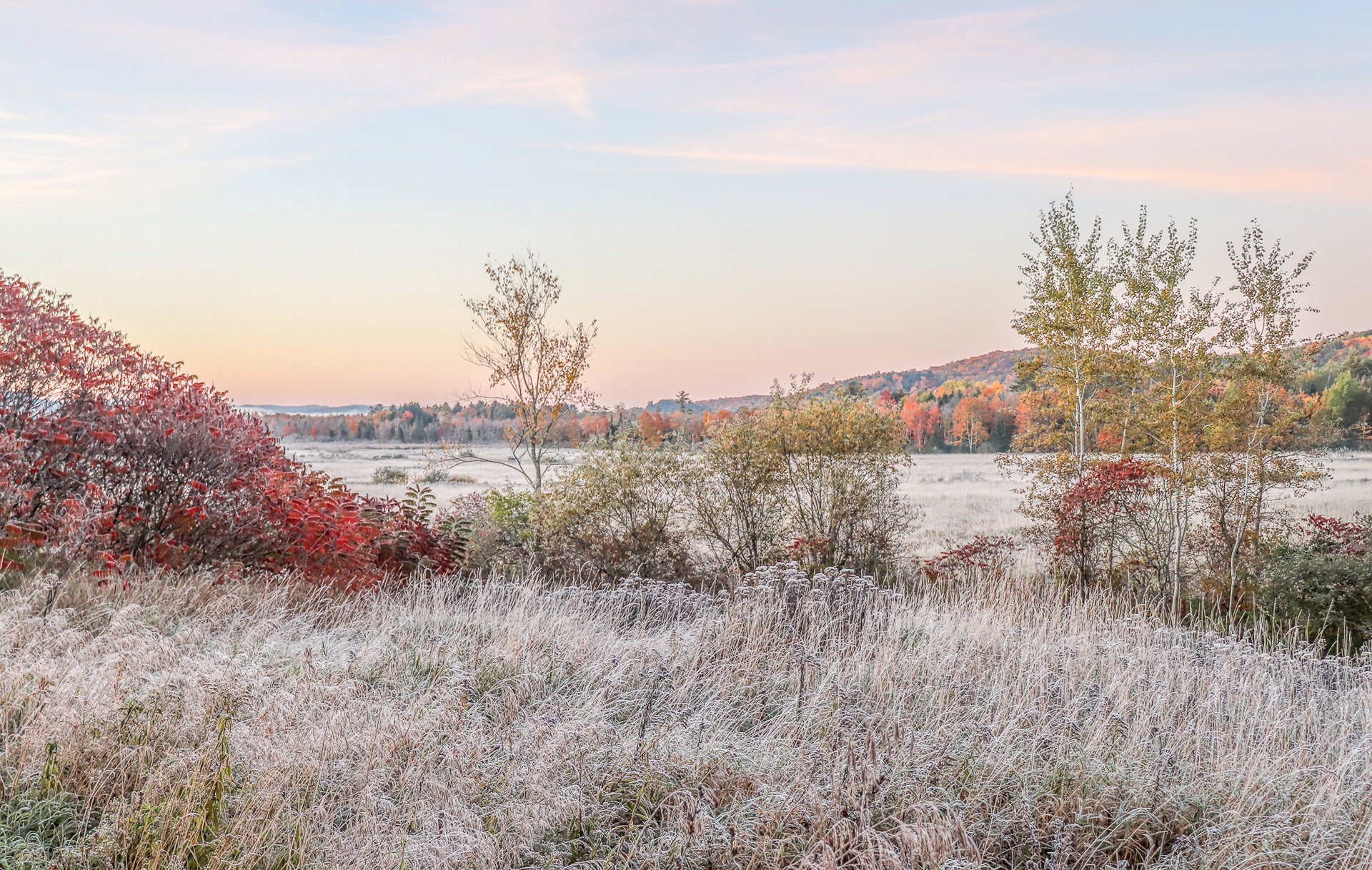 Paquette-Frozen-Foliage.jpg