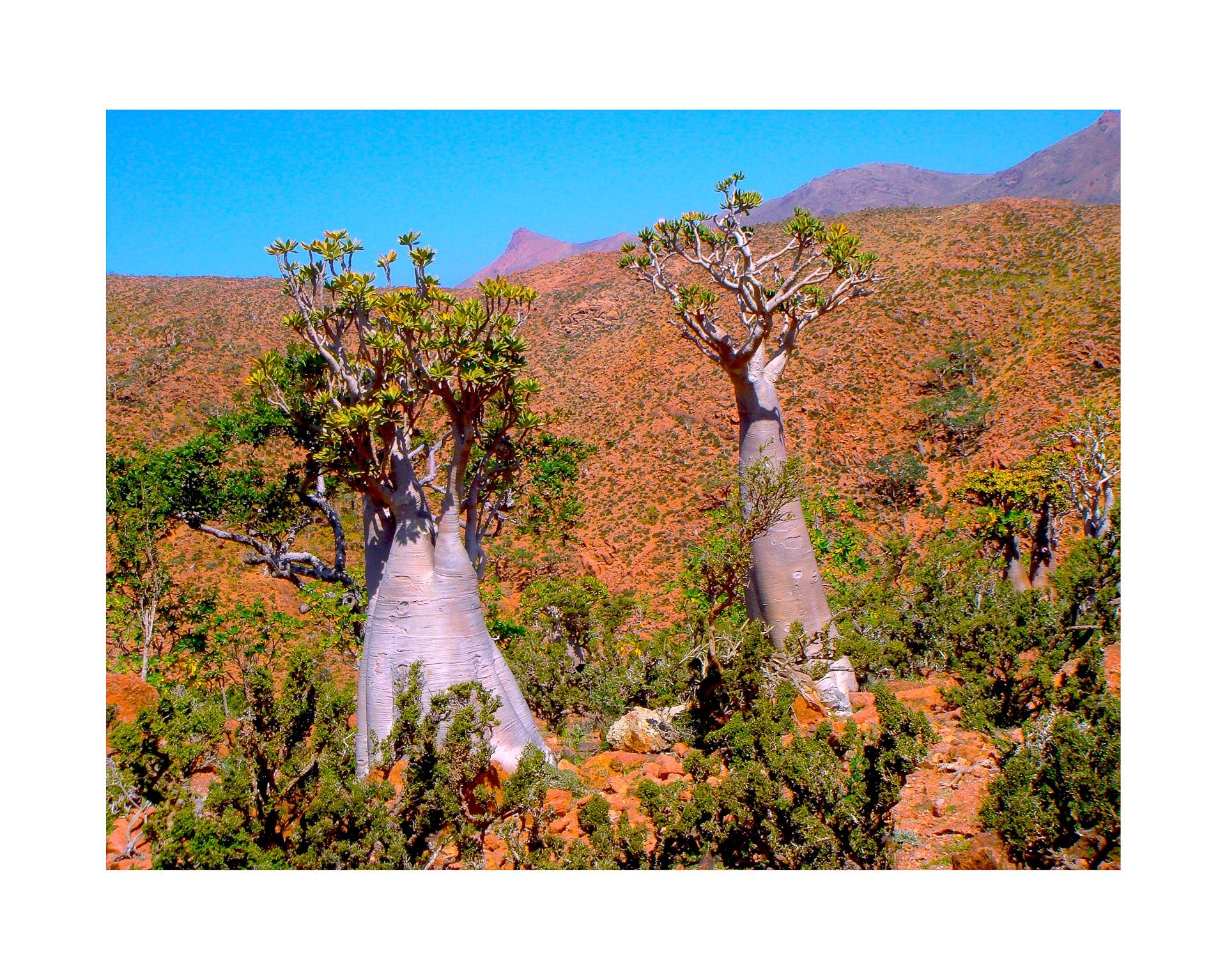 Fine art print of photograph Exotic Flora Socotra by Karen Safer