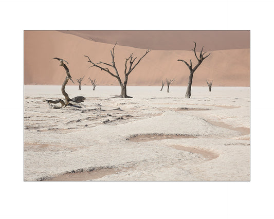 Fine art print of photograph Dead Vlei Namibia by John Shaw